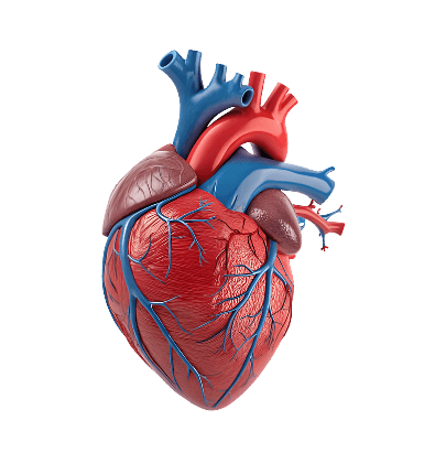 Learn from phone and desktop