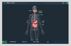Interactive 3D Models